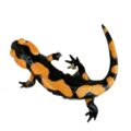 metamorfosi lenta