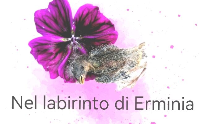 znel_labirinto_di_erminia2